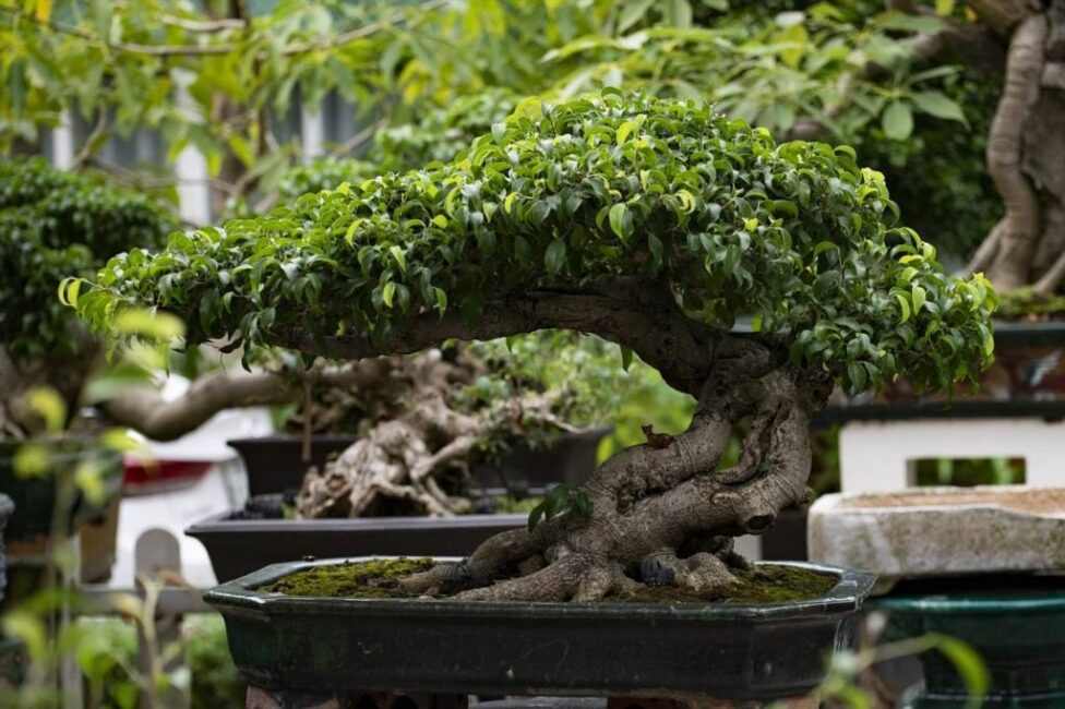 fikus bonsai jaka ziemia