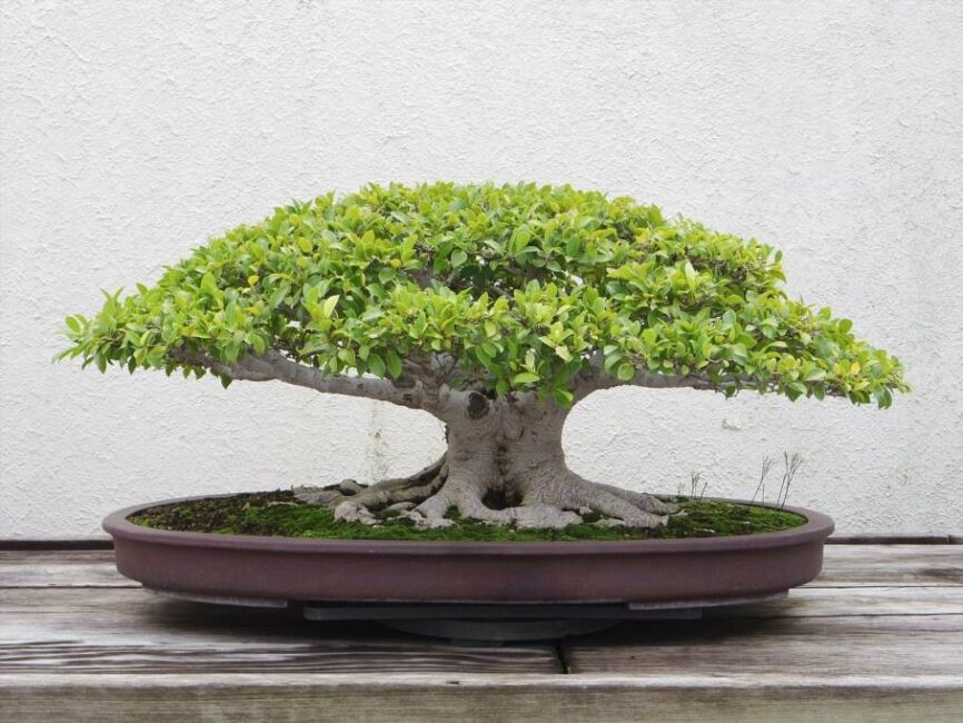 jaka ziemia do bonsai
