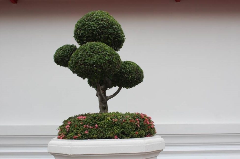 ziemia do drzewka bonsai
